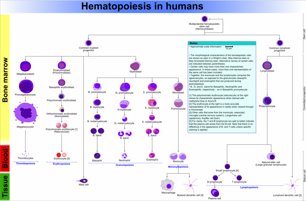 Hematopoiesis_(human)_diagram
